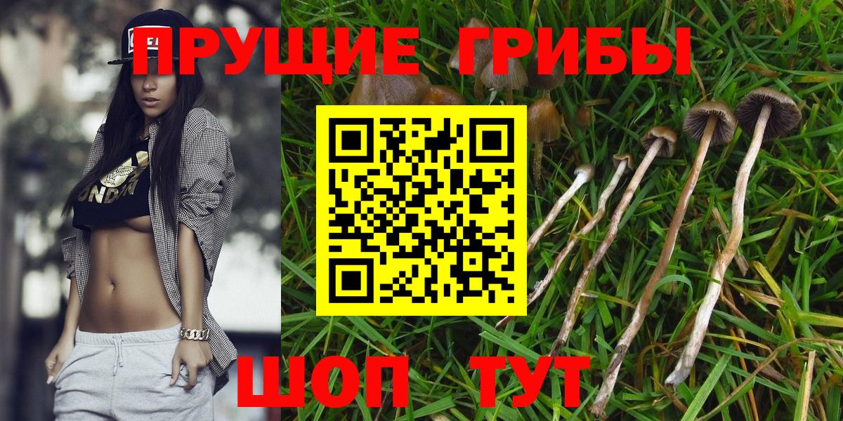 Ессентуки  Псилоцибиновые грибы GOLDEN TEACHER  Вход с VPN 